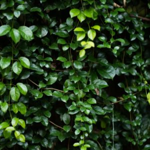 Klimop: benadrukt steun en relaties binnen complexe systemen